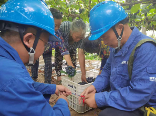 国网华蓥市供电公司：“葡”香四溢电力满格助丰收(图1)